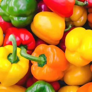 Rainbow Mix Bell Pepper Seeds