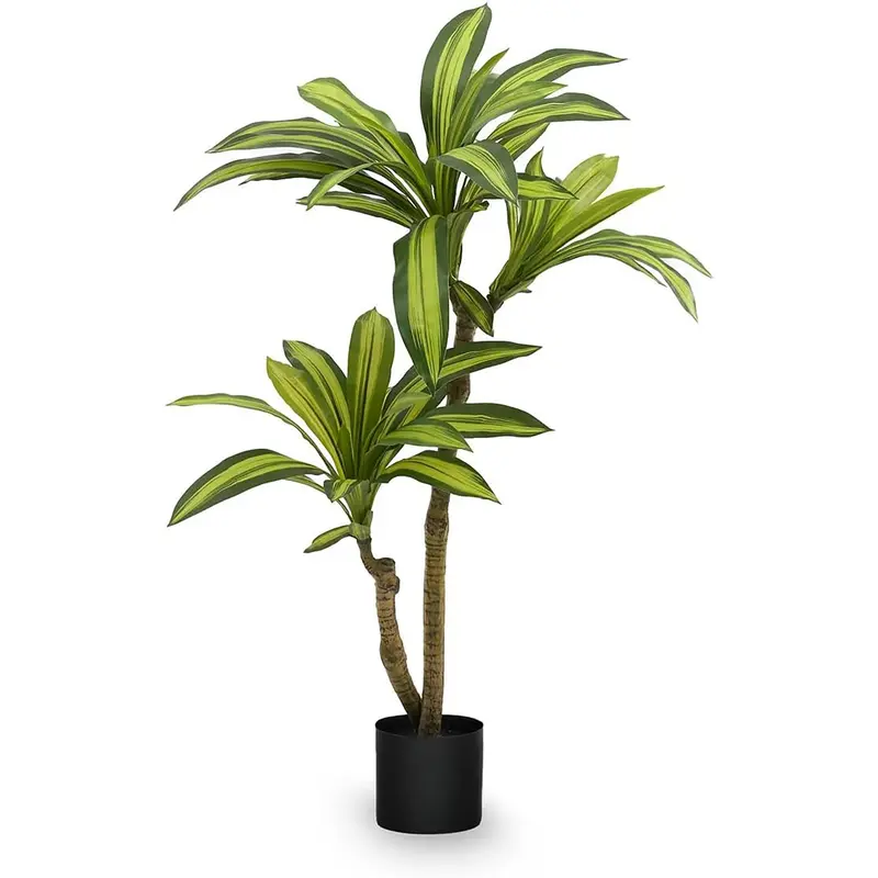 dracena mahatma plant - TikTok Shop