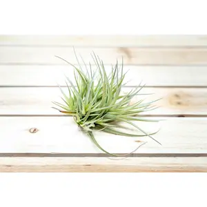 Tillandsia Tenuifolia Air Plant Clumps [5 Pack]