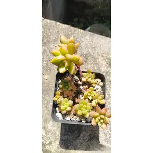 2"Live Succulent Golden Glow