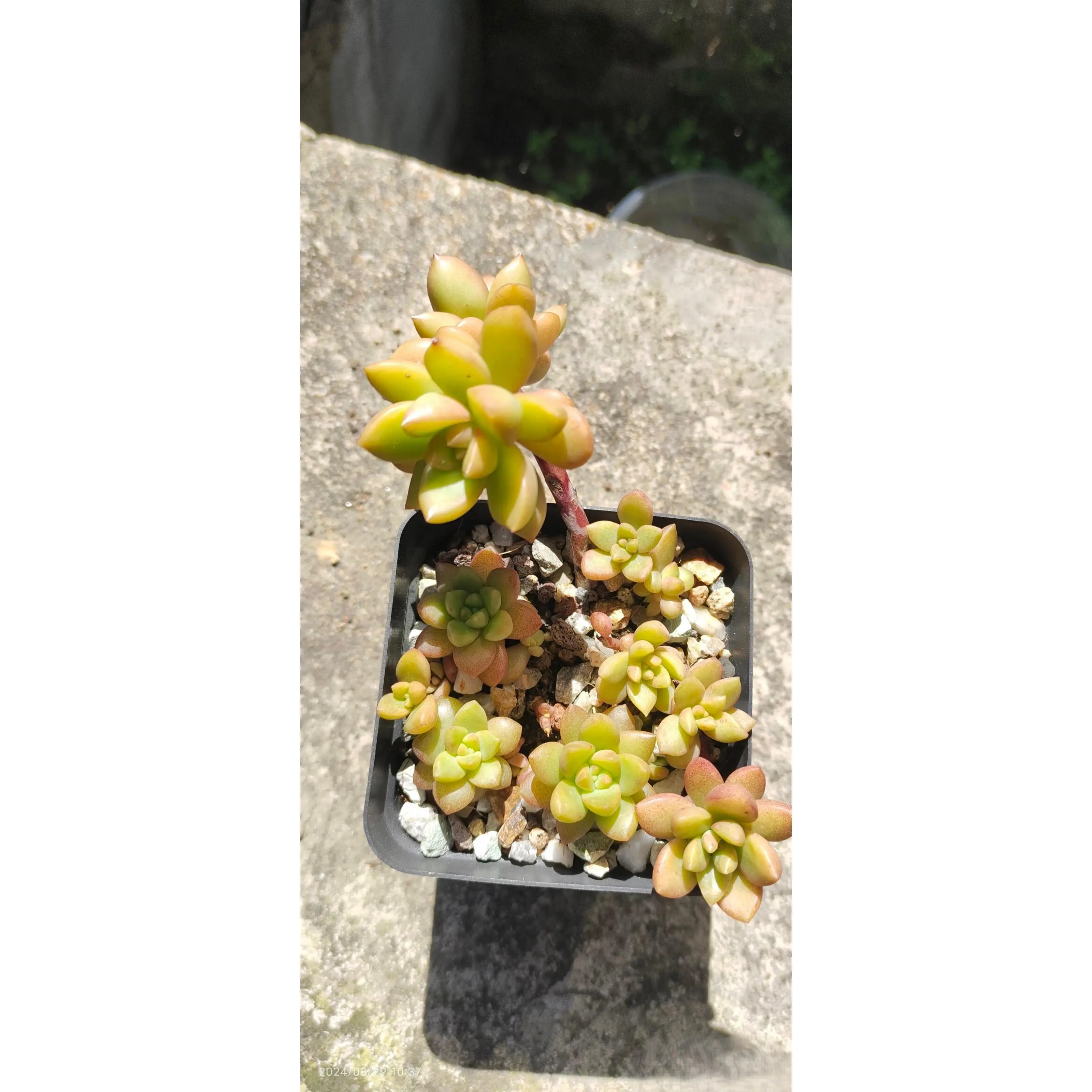 2"Live Succulent Golden Glow 2"Live Succulent Golden Glow