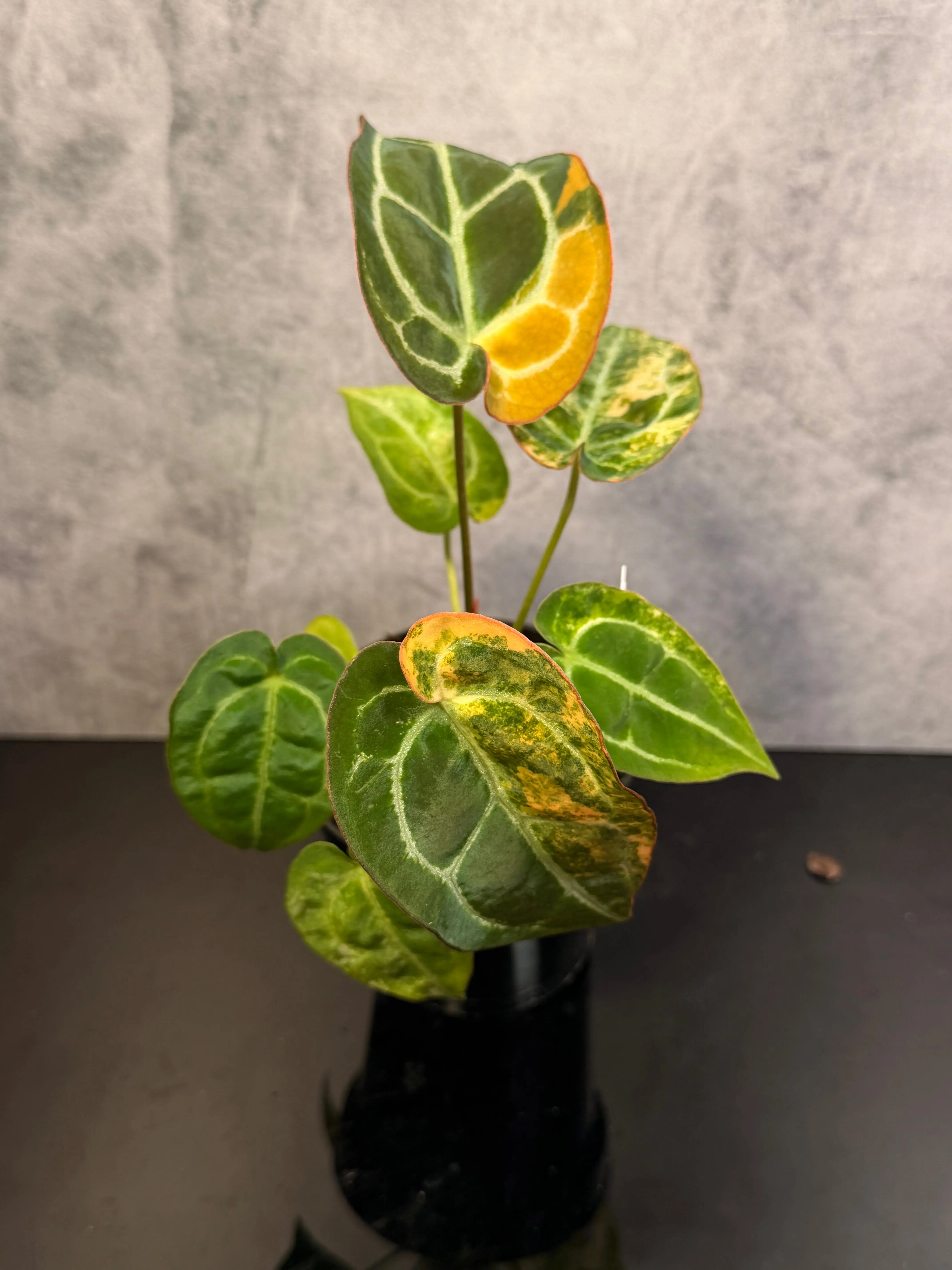 Anthurium Crystal x Red Crystal variegated 3" pot exact plant