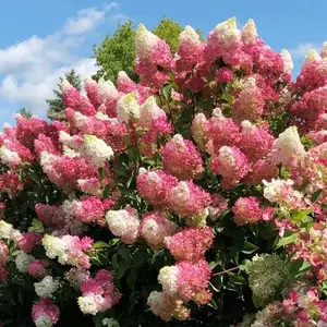 Hydrangea seeds, perennial flower seeds, plant seeds to be planted, potted plants, perfect gift for gardening enthusiasts hydrangea seed
