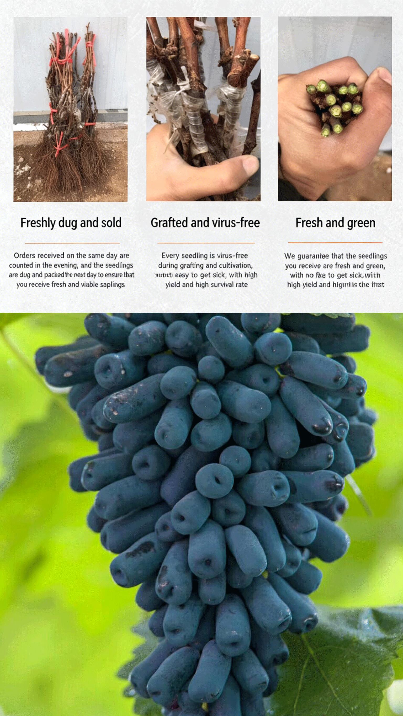 Sweet Sapphire Moonlight Tear Grape Vine Starter Plant – Easy Grow Blue Table Grapes for Home Garden, Climbing Fruit Vine for Patio, Arbor & Vertical Gardening