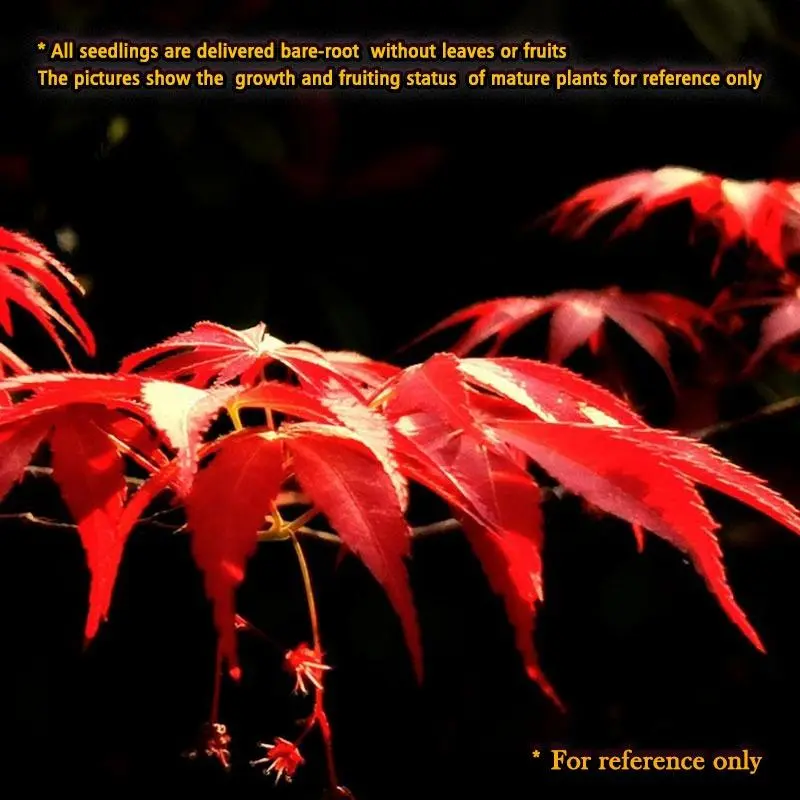16-18 Inches Bare Root Japanese Red Maple Saplings, Acer Palmatum 'Atropurpureum' Ornamental Tree, Elegant Palmate Lobed Red Leaves, Ideal For Bonsai, Patio, Backyard Landscape Planting, Easy Care Bare Root Seedling For Garden Lovers