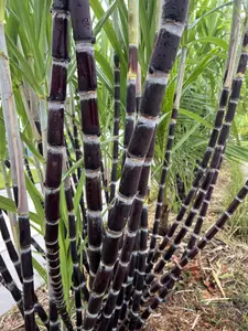 Thai Purple Sugarcane