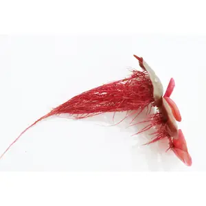 Red Root Floater (Wow Floating Plant) Phyllanthus Fluitans (GREEN/Red  ON TOP)