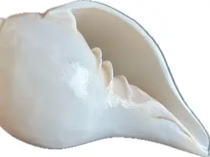 Pure White Conch Shell