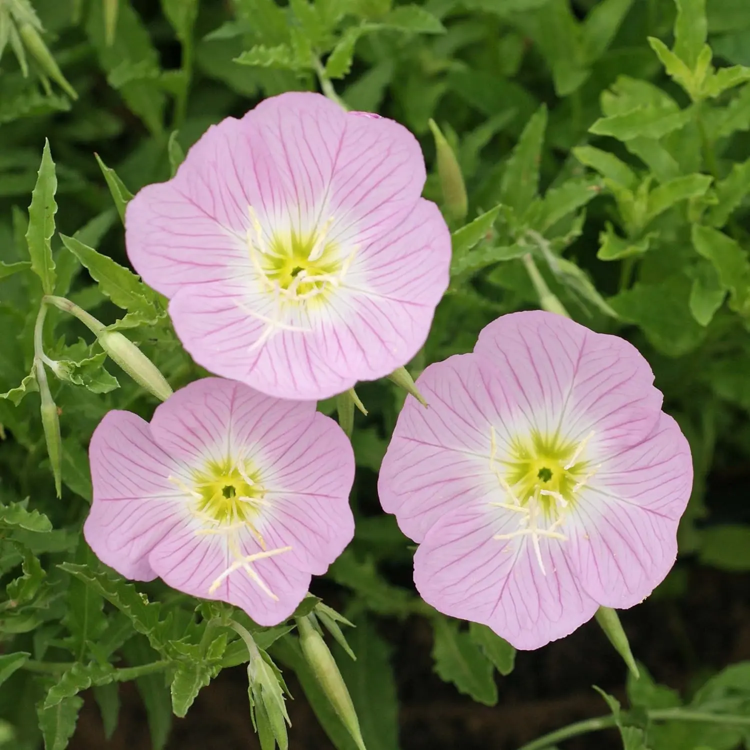 5000 Seeds Perennial Oenothera Speciosa Showy Evening Primrose Wild Flower Seeds for Planting