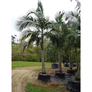 King Palm - Live Plant in a 3 Gallon Growers Pot - Archontophoenix Alexandrae - Rare Ornamental Palms of Florida