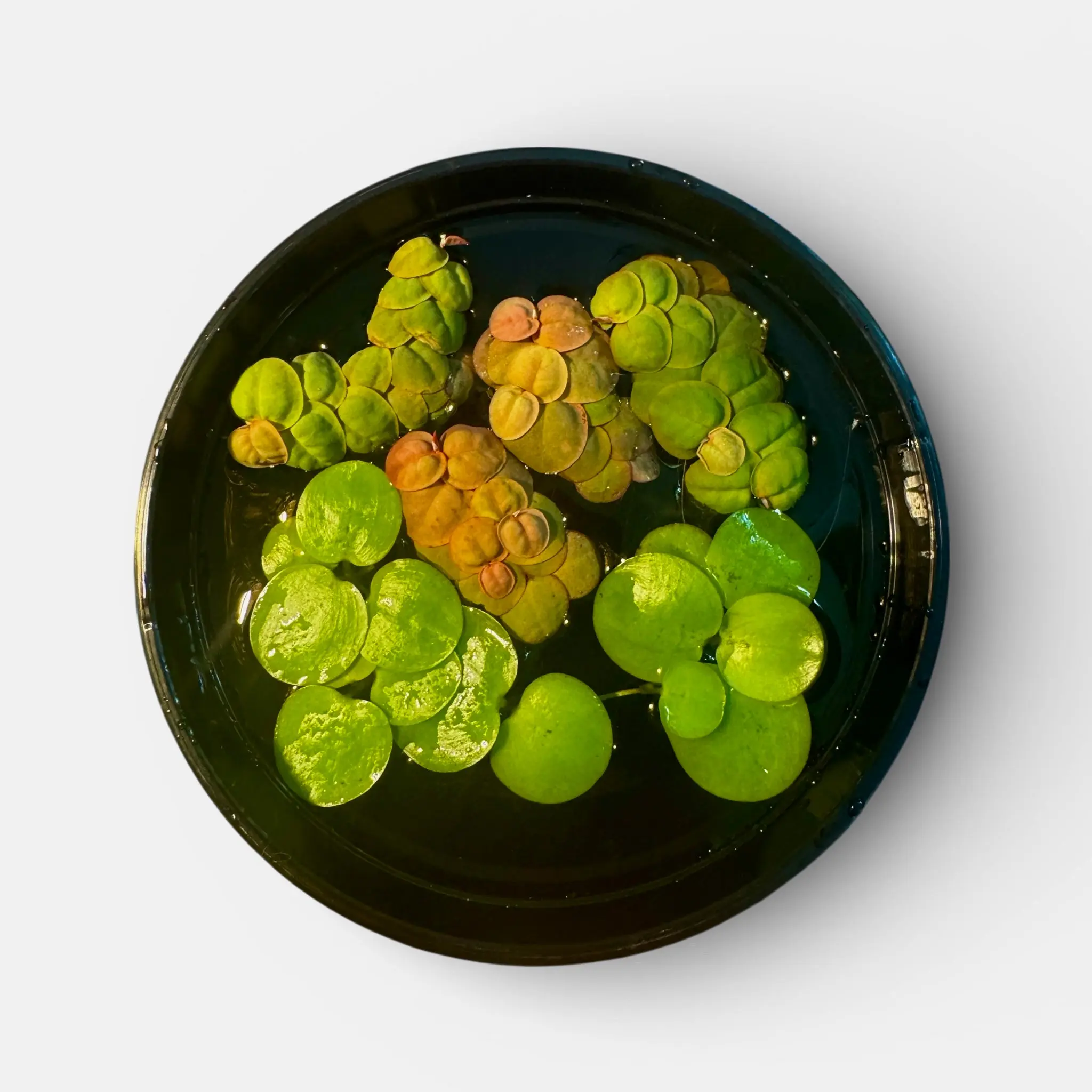 Frogbit + Red Root Floaters Bundle of 7 Plants