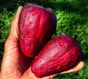 Purple Malay Apple /Syzygium malaccense/ Fruit Tree Starter Plant Very RARE(12inch-18inch)