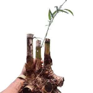 Graceful Bamboo Live XL Valued Rhizome Divisions