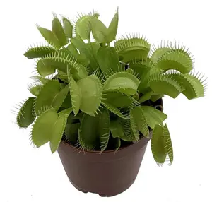 100 Pcs Carnivorous Plant Starter Set for Indoors: Flycatcher and Pitcher Seeds for Pots | Low Maintenance, All-Season Houseplants