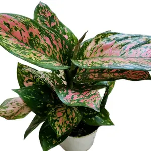 4" Aglaonema 'Lady Valentine' Decor Decorative Houseplant plant easy care plant good for beginners can grow with artificial light and no windows