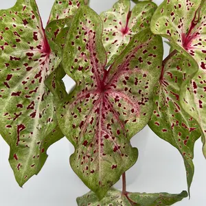 Caladium Frida Temple 4 Pot - Unique Dark Green & Maroon Foliage with White Veins Heart-Shaped Leaves for Indoor Gardens