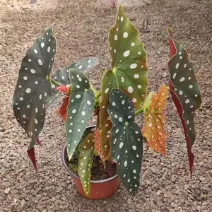QHT-12 Polka Dot Begonia Live Indoor Plant 4 Inch Pot – Begonia Maculata Houseplant, Spotted Leaf Foliage Plant, Easy Care Indoor Greenery, Home Decor Plant, Office Desk Plant, Tropical Indoor Plant, Modern Plant Collection US Trending Gift