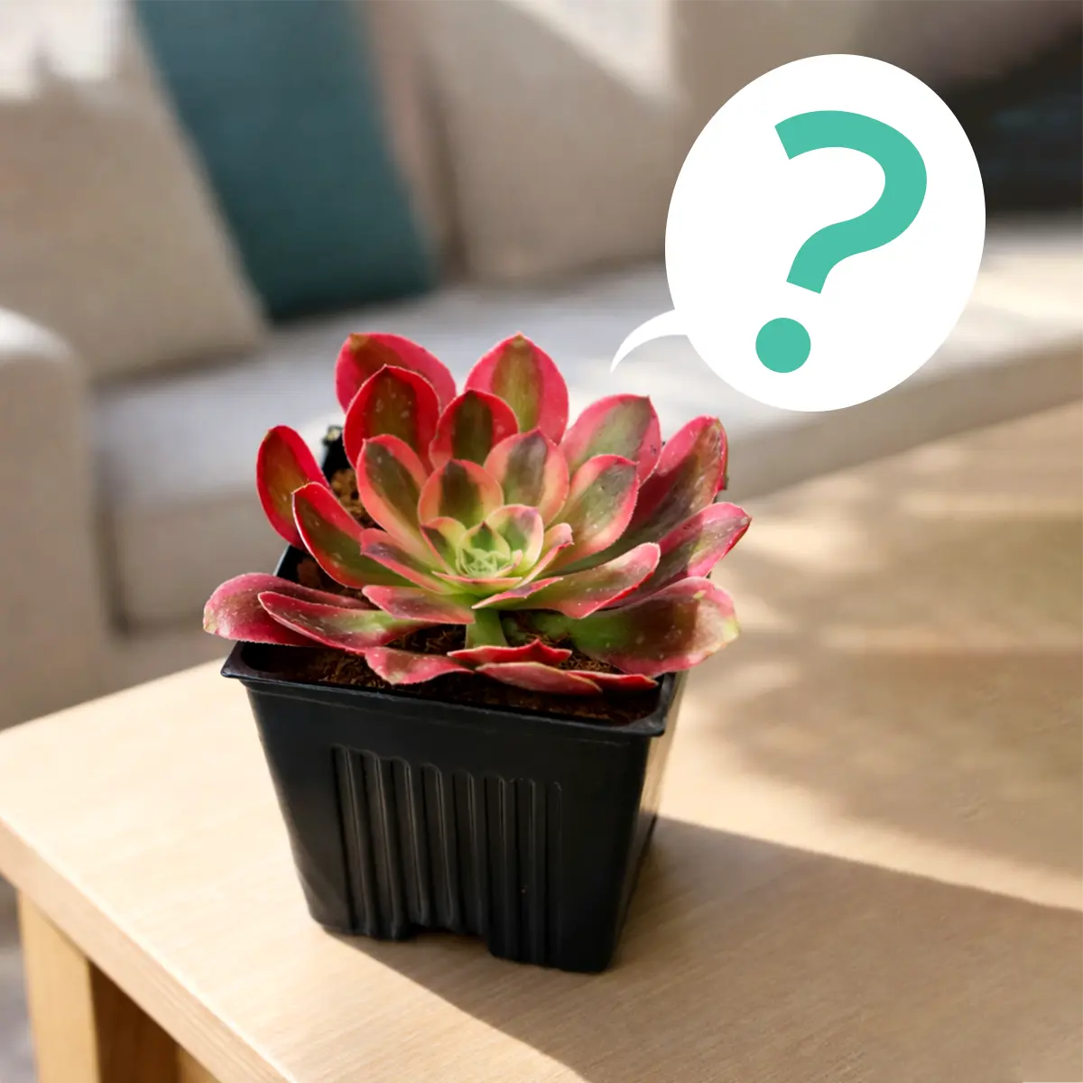Random 2" Succulent