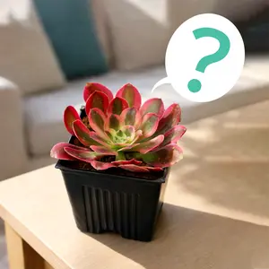 Random 2" Succulent Random 2" Succulent