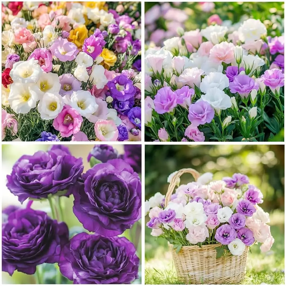 200 Pcs Mixed Lisianthus Flower Seeds for Planting Outdoor-Perennial Eustoma Cut Flower Plant Garden Home Ornamental Non-GMO