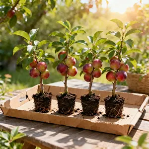 No Green Thumb Needed! Live Plum Tree Sapling (18in) | Plump & Sweet Harvest Guaranteed