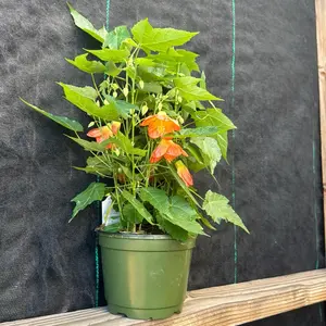 Chinese Lantern plant 6in pot