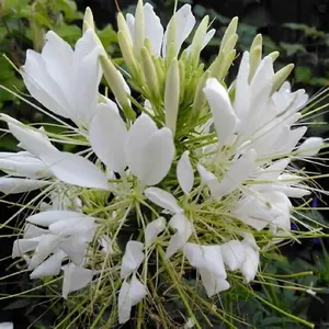 Green River 100 White Queen Clome Spider Seeds – Perennial Flower Seed Pack, Premium Blooming Plant Seeds for Gardening, Heat-Tolerant Variety, Ideal for Pollinator Gardens and Cottage Flower Beds