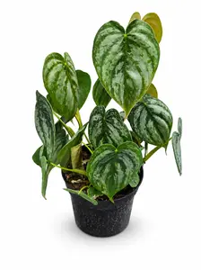 Philodendron Brantianum, Live Plant, Tropical Houseplant