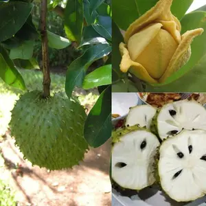 5 Seeds, 10 Seeds Annona muricata Seeds | Soursop Seeds | Dutch Durian Seeds | Guanabana