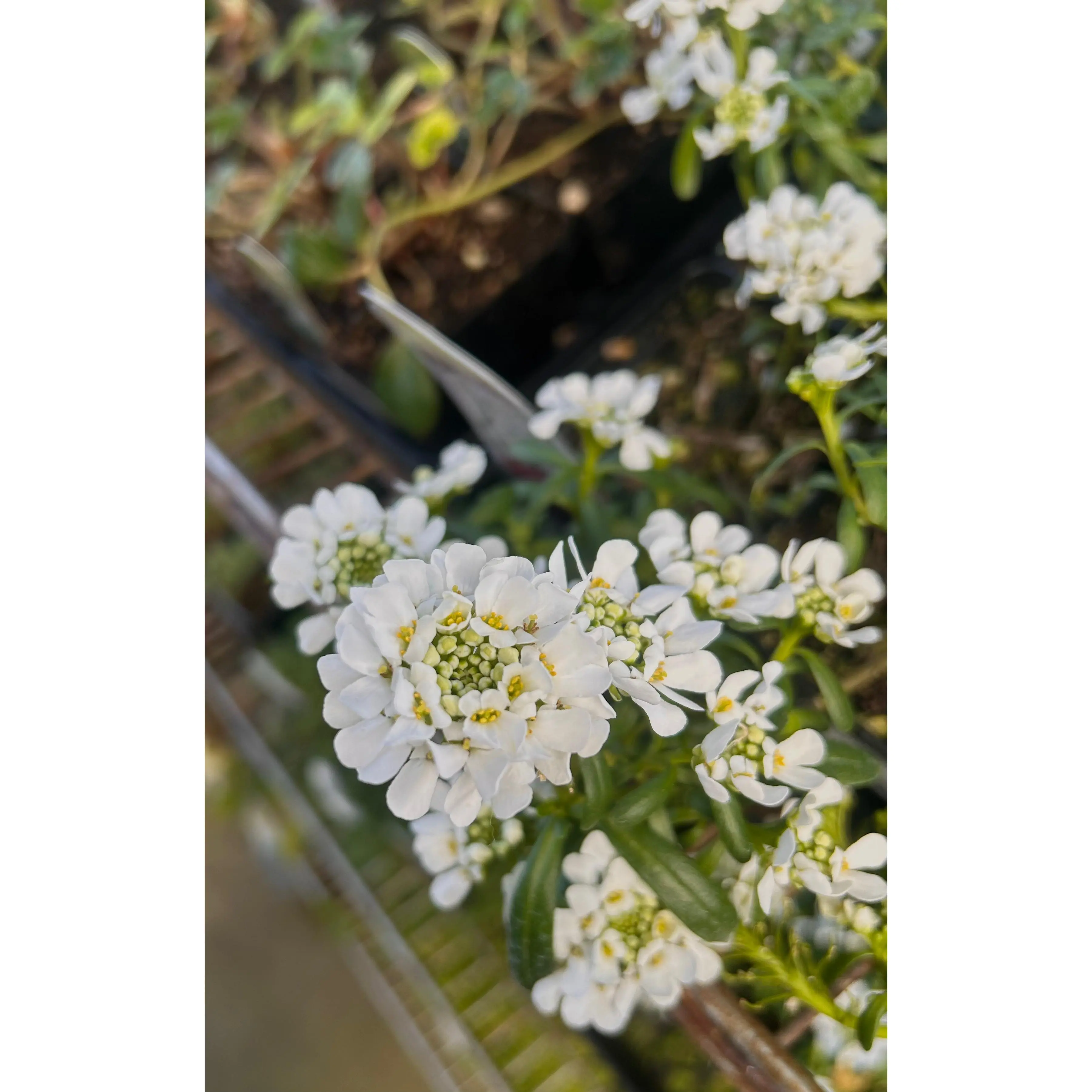 Candytuft Seeds