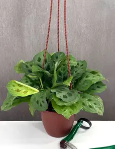 Maranta Beauty Kim