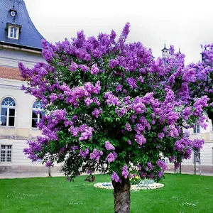 20 Common Lilac Purple Flower Tree Seeds Fragrant