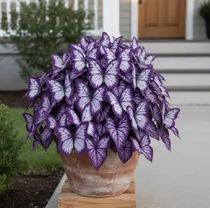 Butterfly Hosta Seeds,High Germination Rate | Compact Flower Variety I Container &Garden Growing I Balcony Patio Backyard I Easy to Grow IBeginner Friendly I Non-GMO Heirloom Seeds