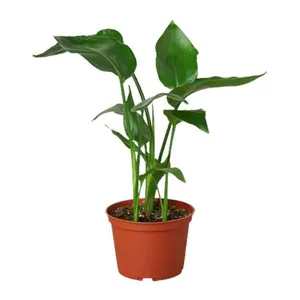 212 MAIN White Bird of Paradise (Strelitzia Nicolai) Clump Form Potted House Plant, 6-Strelitzia Variety (Dropship Eligible)