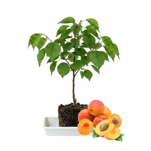 Grafted Flavor Gold Pluot Saplings, Apricot Plum Hybrid Fruit Trees, Outdoor Planting