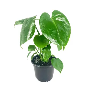 Monstera Deliciosa Plant - Live Plant in a 6 Inch Pot - Monstera Deliciosa - Beautiful Easy to Grow Air Purifying Indoor Plant