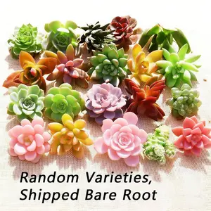 Succulent plant Sedum 12 plant set, easy to grow drought-resistant indoor plants, bare root transportation, tabletop green plants suitable for beginners