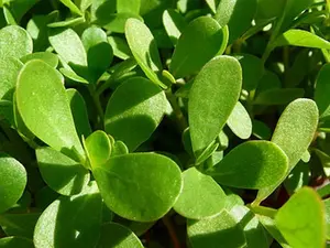 5000 GREEN PURSLANE SEEDS Portulaca Oleracea - Always Fresh Seeds