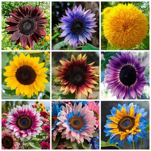 Mixed Sunflower Seeds for Planting -50+ Heirloom Non-GMO Sunflower Seeds Open Pollinated & Untreated - Attracts Butterflies & Bees