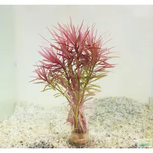 Eustralis Stellata MORE YELLOW than Purple ....WILD Aquarium Plant