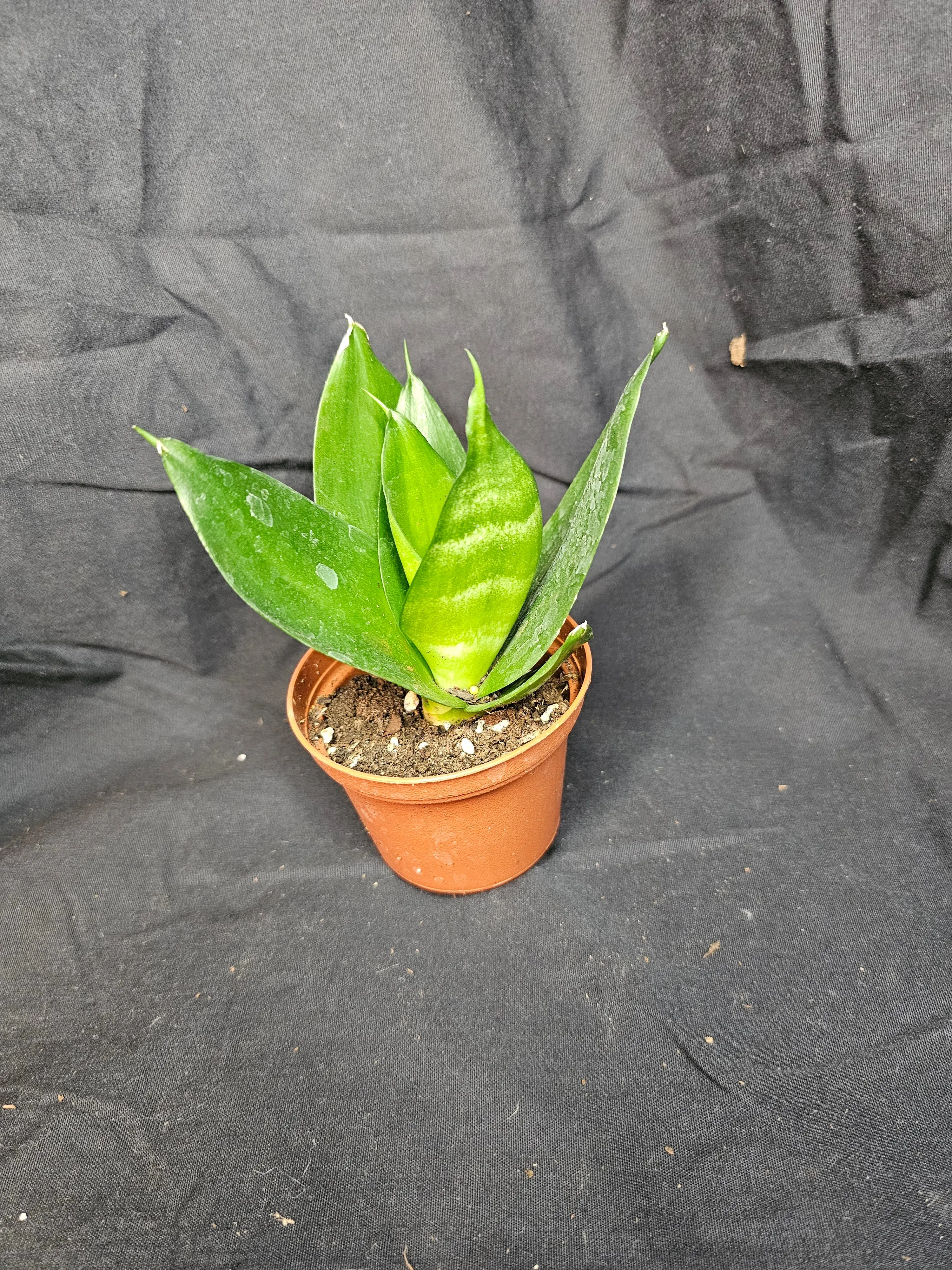 Jade Hahnii Snake Plant