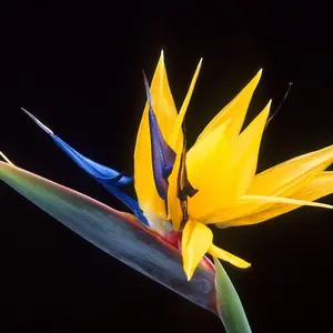 Bird of Paradise Flower Seed Bundle - Comes in the Colors: Orange, Yellow, White - 5 Seeds of Each Type to Grow - Strelitzia reginae