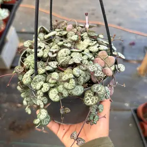 6” string of hearts hanging basket plant