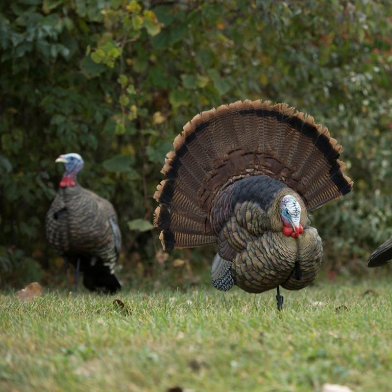 AVIANX Trophy Tom Turkey Decoy - Realistic Design for Natural Attraction - Ideal Hunting Tool for Bird Enthusiasts and Professionals