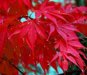 10 Red Japanese Maple Tree Seeds Palmatum atropurpureum Cold Hardy Bonsai Plant