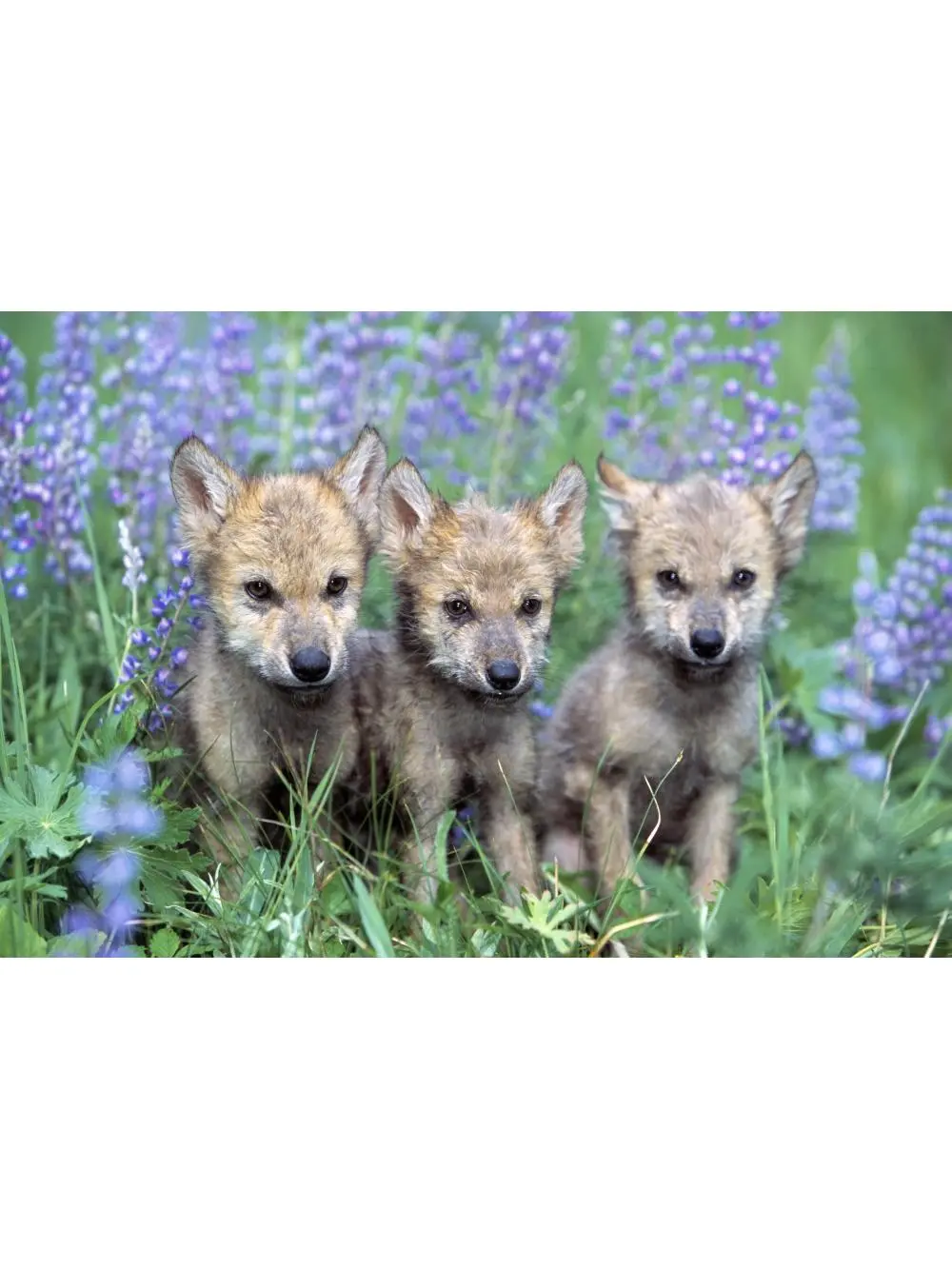 Three Wolf Pups Poster Print by Natural Selection David Ponton, 36 x 24 - Large