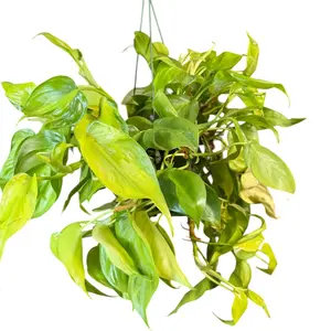 6" Extra Variegated Philodendron Brasil, Live Houseplant, Indoor Plant