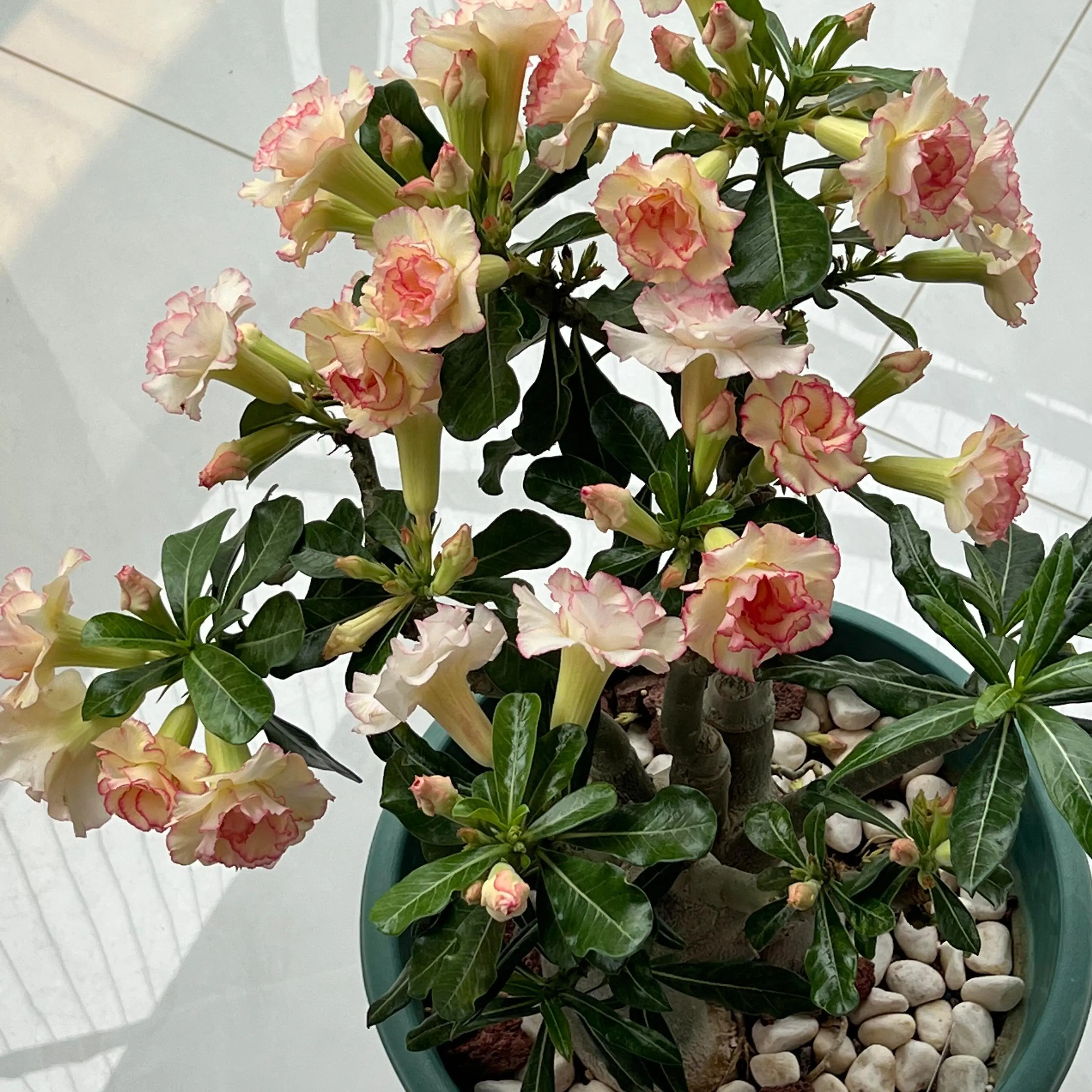 Desert Rose Succulent Starters, Novice Friendly Flowering Ornament For Indoor & Outdoor Decor