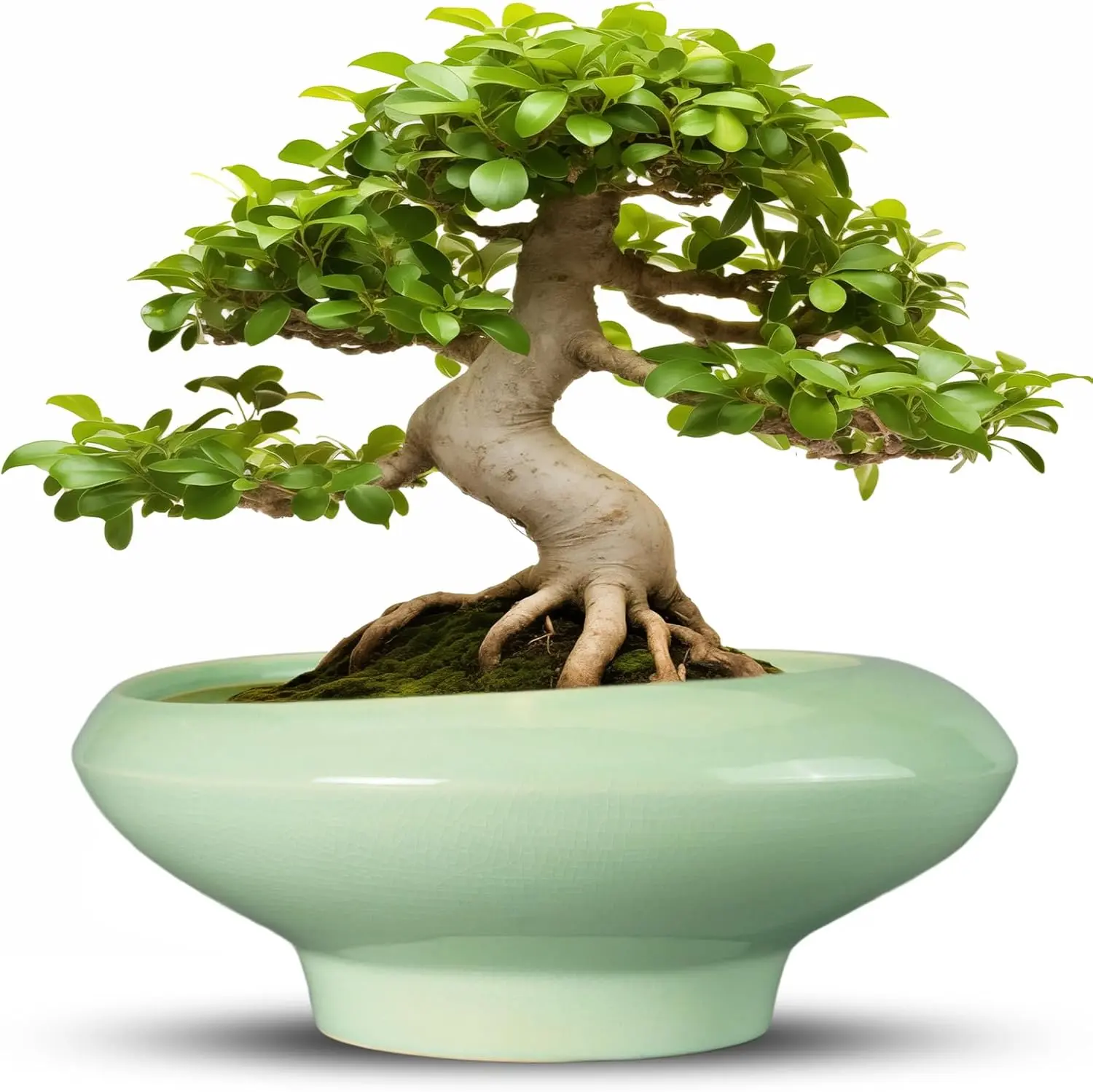 Ceramic Bonsai Pots - Large Succulent Planter 13 Inch  Pot Indoor Succulent Pot with Drainage Hole Outdoor Planter Bonsai Tree Pot for House Home Garden Office Decor Green