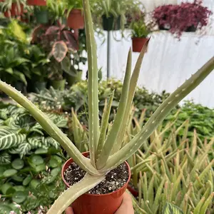 Aloe Vera plant 4 inch pot